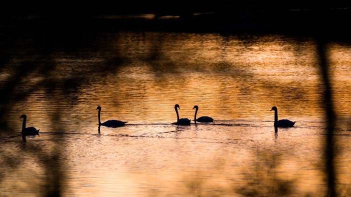 27 February 2023, Lower Saxony, Hanover: In the warm light of the rising sun, two gray herons fly over the Koldingen lakes in the Hannover region. Photo: Julian Stratenschulte/dpa (Photo by Julian Stratenschulte/picture alliance via Getty Images)