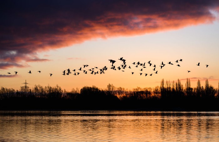 27 February 2023, Lower Saxony, Hanover: In the warm light of the rising sun, two gray herons fly over the Koldingen lakes in the Hannover region. Photo: Julian Stratenschulte/dpa (Photo by Julian Stratenschulte/picture alliance via Getty Images)