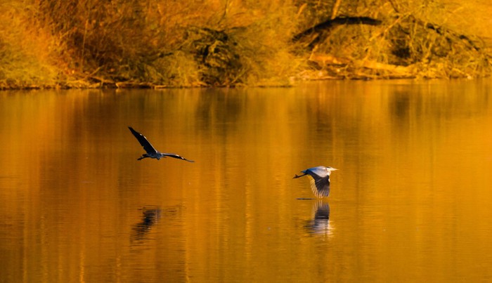 27 February 2023, Lower Saxony, Hanover: In the warm light of the rising sun, two gray herons fly over the Koldingen lakes in the Hannover region. Photo: Julian Stratenschulte/dpa (Photo by Julian Stratenschulte/picture alliance via Getty Images)