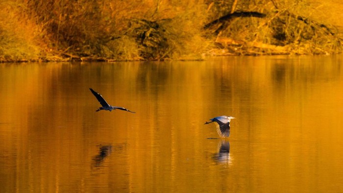 1247525701 27 February 2023, Lower Saxony, Hanover: In the warm light of the rising sun, two gray herons fly over the Koldingen lakes in the Hannover region. Photo: Julian Stratenschulte/dpa (Photo by Julian Stratenschulte/picture alliance via Getty Images)