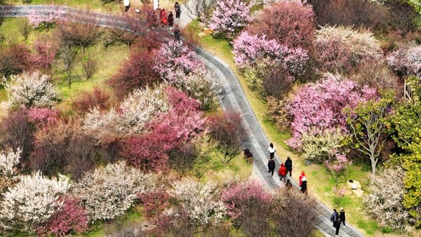 Pepohonan yang didominasi warna merah muda tersebut mewakilkan suasana yang pas saat musim semi.