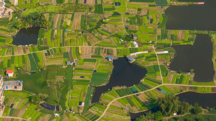 1469856996 WUZHOU, CHINA - FEBRUARY 26: Farmers work at a vegetable field on February 26, 2023 in Wuzhou, Guangxi Zhuang Autonomous Region of China. (Photo by VCG/VCG via Getty Images)