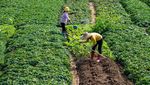 Bak Lukisan, Lanskap Ini dari Kebun Sayuran dan Kolam Ikan Lho