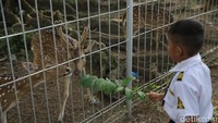 Rusa yang ada di wisata edukasi ini berjumlah sekitar 34 ekor. Rusa-rusa tersebut dikirim langsung dari hasil penangkaran di Istana Presiden Bogor.
