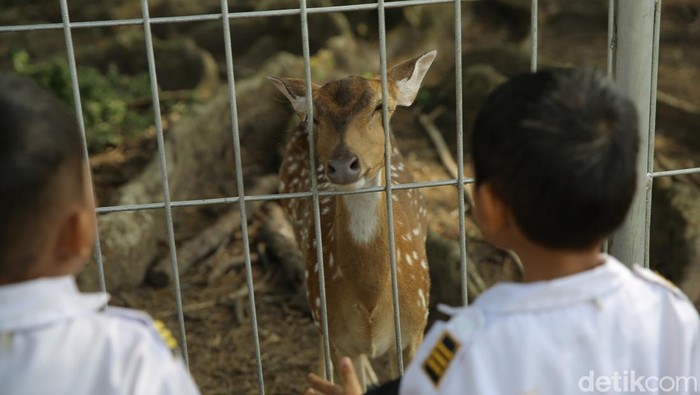 Siswa PAUD Lhokseumawe berkunjung ke wisata edukasi Taman Rusa di Perta Arun, Aceh. Mereka dapat mengamati sekaligus belajar mengenai binatang Rusa.
