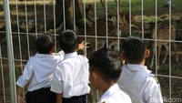Siswa PAUD di kota Lhokseumawe melakukan kunjungan ke lokasi Taman Rusa yang terletak di bagian halaman depan perumahan Perta Arun di Batuphat Barat, Muara Satu, Lhokseumawe, Aceh, Senin (27/2/2023).