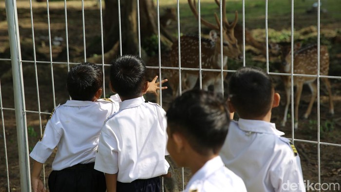 Siswa PAUD Lhokseumawe berkunjung ke wisata edukasi Taman Rusa di Perta Arun, Aceh. Mereka dapat mengamati sekaligus belajar mengenai binatang Rusa.