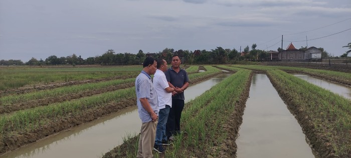 Direktorat Jenderal Hortikultura Kementerian Pertanian melakukan langkah antisipatif untuk menjaga stabilitas stok dan ketersediaan pangan, terutama komoditas cabai dan bawang.