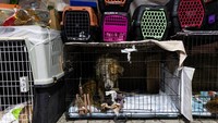 Hewan yang telah selesai menjalani perawatan akan dikirim ke pemiliknya. Tapi, hewan-hewan yang pemiliknya tak diketahui statusnya akan dikirim ke kantor pusat HAYTAP di Bursa untuk pemeriksaan medis lebih lanjut atau proses adopsi. REUTERS/Maxim Shemetov