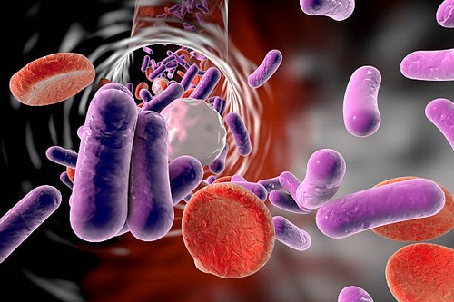 Illustration of rod-shaped bacteria in a blood vessel with red blood cells and leukocytes.