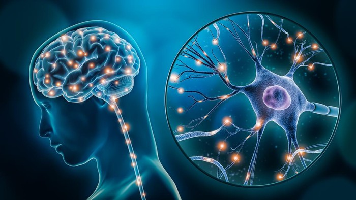 Ilustrasi neuron atau sel saraf