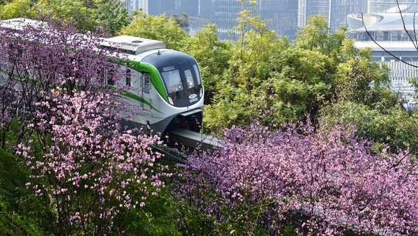 Sebuah kereta monorel berjalan melalui bunga plum yang mekar di Chongqing, China, Sabtu (25/2/2023).  