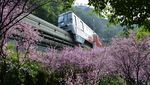 Saat Monorel China Lintasi Indahnya Bunga Plum Bermekaran