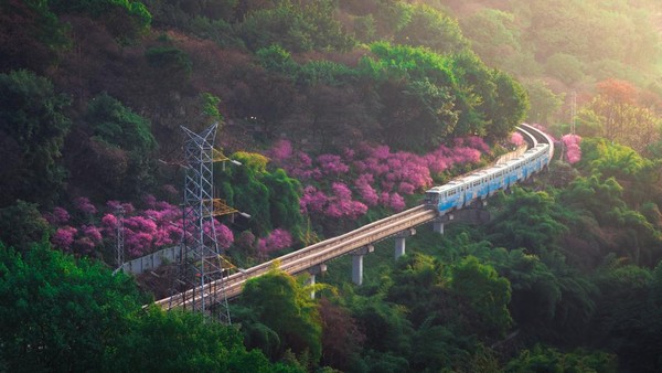 Pemandangan kereta api saat melintasi lautan bunga ini sungguh menarik dan mempesona.  