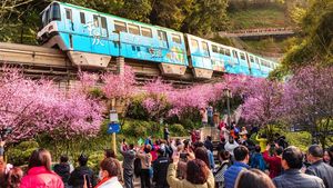 Saat Monorel China Lintasi Indahnya Bunga Plum Bermekaran