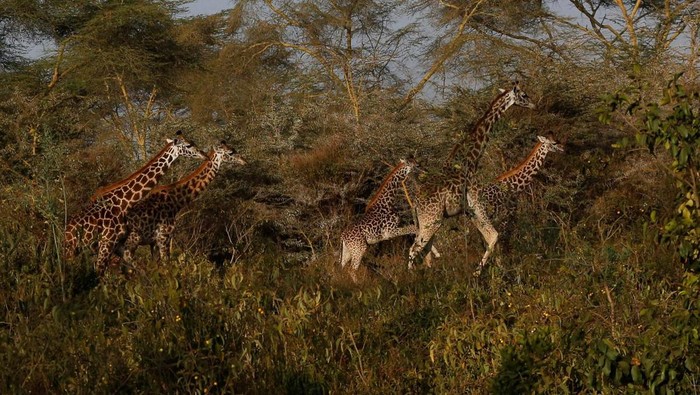 Melihat Perjuangan Merelokasi 15 Jerapah dari Lahan Pertanian Warga Kenya A blindfolded Masai giraffe is seen in a crate during its translocation from the community farmland of Moi Ndabi area to Loldia Wildlife Conservancy, near Naivasha in Nakuru County, Kenya February 9, 2023. REUTERS/Thomas Mukoya
