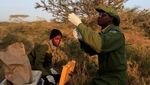Kerja Keras Merelokasi 15 Jerapah dari Lahan Pertanian Warga di Kenya