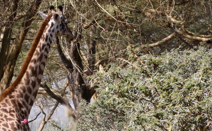 A blindfolded Masai giraffe is seen in a crate during its translocation from the community farmland of Moi Ndabi area to Loldia Wildlife Conservancy, near Naivasha in Nakuru County, Kenya February 9, 2023. REUTERS/Thomas Mukoya