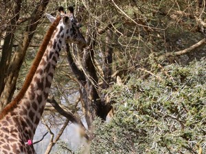 Kondisi Miris Jerapah Masai Asal Kenya, Terancam Punah hingga Perkawinan Sedarah