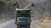 Jerapah-jerapah ini dipindahkan dengan truk.