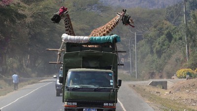 Kerja Keras Merelokasi 15 Jerapah dari Lahan Pertanian Warga di Kenya