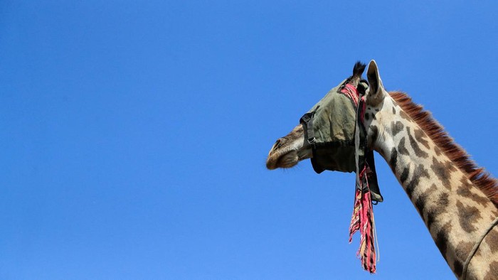 Melihat Perjuangan Merelokasi 15 Jerapah dari Lahan Pertanian Warga Kenya A blindfolded Masai giraffe is seen in a crate during its translocation from the community farmland of Moi Ndabi area to Loldia Wildlife Conservancy, near Naivasha in Nakuru County, Kenya February 9, 2023. REUTERS/Thomas Mukoya