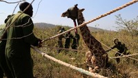 Kenya Wildlife Service (KWS) merelokasi jerapah Masai dari lahan pertanian warga di daerah Moi Ndabi ke wilayah konservasi di Kabupaten Nakuru, Kenya.