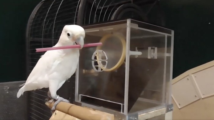 Penelitian alat kerja pada burung kakaktua tanimbar