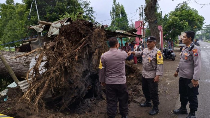 Pohon besar di Pasuruan tumbang setelah diterjang angin