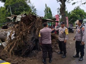 Pohon Besar Tumbang Timpa 3 Warung dan Lukai Warga di Pasuruan