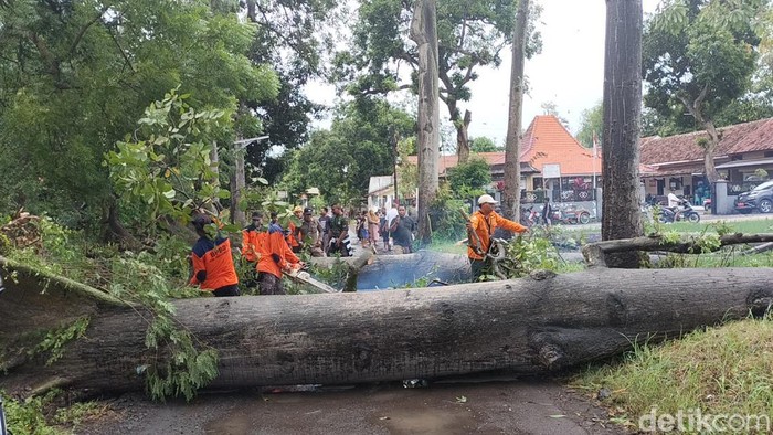 Pohon yang tumbang di Probolinggo sempat memutus akses jalan warga