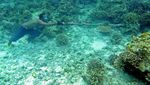Potret Kehidupan Suku Bajo, Pengembara Laut dari Wakatobi