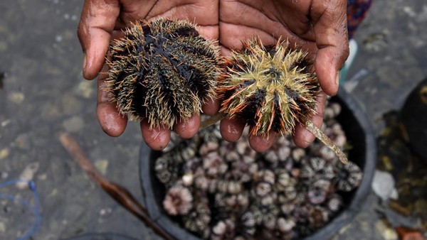 Laut ini adalah ladang bagi Suku Bajo, mereka menjaga dan mengolah ladang ini, demi kehidupan berkelanjutan, supaya ikan-ikan tetap ada hingga anak cucu mereka, kata Samran, Ketua Koperasi Nelayan di Desa Mola Raya Kecamatan Wangi-Wangi Selatan Wakatobi.  