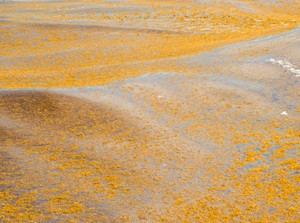 Ada Gumpalan Rumput Laut Siap Mendarat di Florida