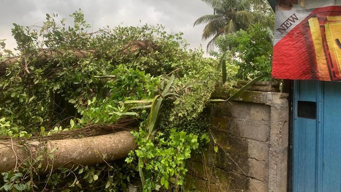 Bencana pohon tumbang akibat hujan dan angin kencang di Bali.