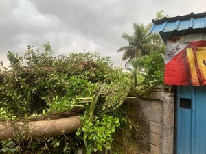 18 Pohon di Jakarta Tumbang, Rel Kereta hingga Atap Rumah Warga Terdampak