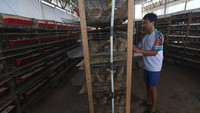 Telur puyuh hasil peternakannya tersebut dipasarkan ke Kota Palu hingga Gorontalo dengan omzet hingga Rp60 juta per bulan.