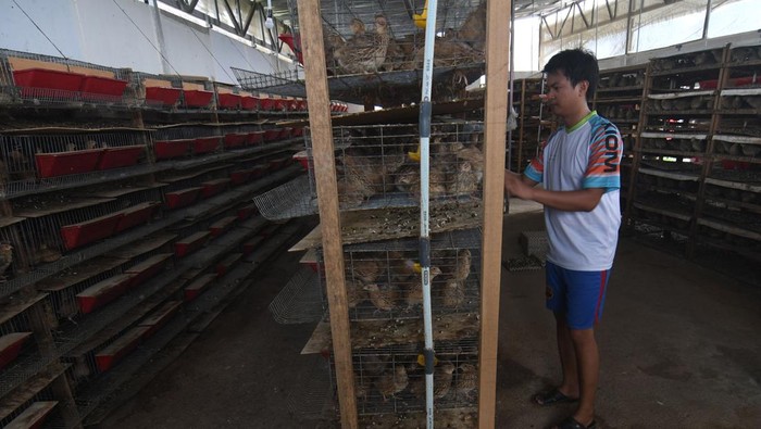 Peternak muda Rian Kiyoto merawat burung puyuh petelur di Peternakan Puyuh RSB, Palu, Sulawesi Tengah, Selasa (28/2/2023). Telur puyuh hasil peternakannya tersebut dipasarkan ke Kota Palu hingga Gorontalo dengan omzet hingga Rp60 juta per bulan.  ANTARA FOTO/Mohamad Hamzah/rwa.