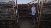 Peternak muda Rian Kiyoto merawat burung puyuh petelur di Peternakan Puyuh RSB, Palu, Sulawesi Tengah, Selasa (28/2/2023).