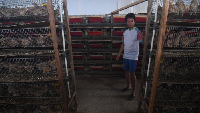 Peternak muda Rian Kiyoto merawat burung puyuh petelur di Peternakan Puyuh RSB, Palu, Sulawesi Tengah, Selasa (28/2/2023). Telur puyuh hasil peternakannya tersebut dipasarkan ke Kota Palu hingga Gorontalo dengan omzet hingga Rp60 juta per bulan.  ANTARA FOTO/Mohamad Hamzah/rwa.