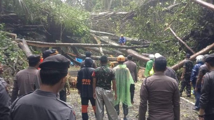 Pohon tumbang di Jalan Poros Camba, Maros-Bone.