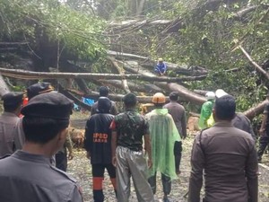 Jalan Poros Camba Terapkan Buka Tutup Lalin Tiap 3 Jam Imbas Pohon Ditebang