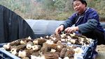 Menengok Budidaya Morel, Jamur Termahal Kedua di Dunia