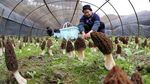 Menengok Budidaya Morel, Jamur Termahal Kedua di Dunia