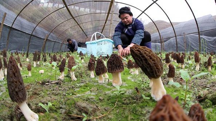 Menengok Budidaya Morel, Jamur Termahal Kedua di Dunia RONGJIANG, CHINA - FEBRUARY 24: A farmer harvests Morchella esculenta (commonly known as common morel, morel, yellow morel, true morel, morel mushroom, and sponge morel) at an edible mushroom farm on February 24, 2023 in Rongjiang County, Qiandongnan Miao and Dong Autonomous Prefecture, Guizhou Province of China. (Photo by VCG/VCG via Getty Images)