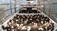 Morel merupakan hasil hutan bukan kayu yang telah mendatangkan devisa cukup tinggi di China, Amerika Utara, India, Turki dan Pakistan.  