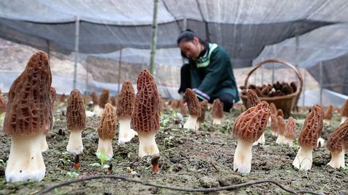 RONGJIANG, CHINA - FEBRUARY 24: A farmer harvests Morchella esculenta (commonly known as common morel, morel, yellow morel, true morel, morel mushroom, and sponge morel) at an edible mushroom farm on February 24, 2023 in Rongjiang County, Qiandongnan Miao and Dong Autonomous Prefecture, Guizhou Province of China. (Photo by VCG/VCG via Getty Images)