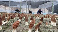 Jamur ini memiliki habitat di tanah kaya humus, daun yang sudah mati, dan batang pohon meranggas.  