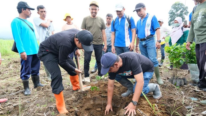 Pemkab Banyuwangi menggencarkan konservasi di kawasan Gunung Ijen dengan menanam tanaman keras