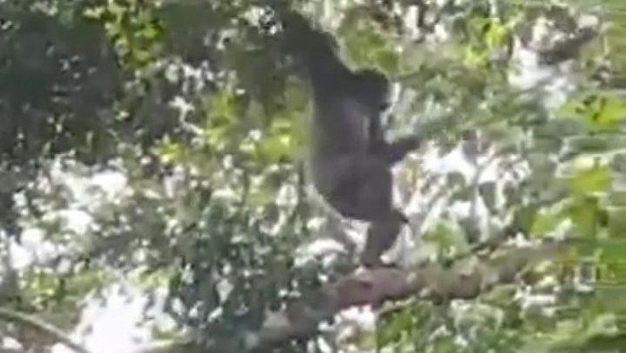 Penampakan Owa Jawa di kawasan Gunung Pabeasan Kecamatan Naringgul.